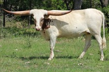 KDK Longhorns In Llano Texas Raising Registered Texas Longhorns.